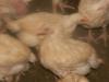 CRAIOVA vand pui de gaina, carne rasa Ross 308, viu sau taiat
