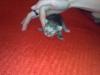 CRAIOVA adoptie pui pisca
