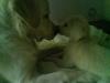 CRAIOVA Pui Golden REtriever