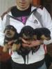 CRAIOVA vand pui rottweiler (mascul)