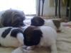 CRAIOVA super oferta vand 3 pui shih tzu la pret de 2