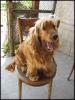 CRAIOVA Vand pui de cocker spaniel