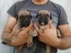 CRAIOVA VAND PUI BOXER