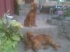CRAIOVA vand pui  cocoker spaniel