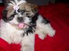 CRAIOVA vand pui Shih-tzu