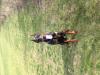 CRAIOVA DOBERMAN DISPONIBIL PENTRU MONTA - IMPERECHERE CRAIOVA
